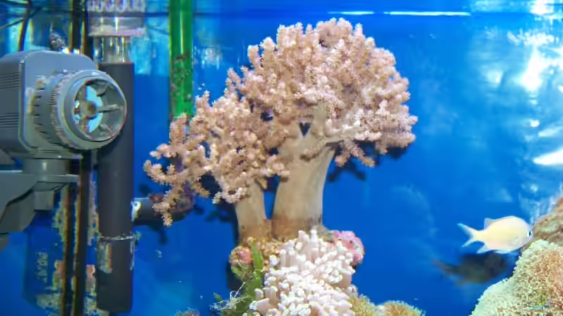 Dekoration im Aquarium Becken 13240 von Rudolf Erni (5)