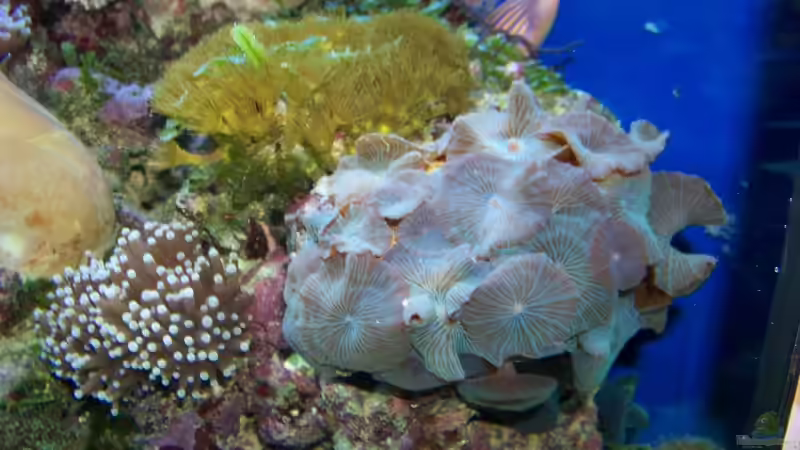 Dekoration im Aquarium Becken 13240 von Rudolf Erni (6)