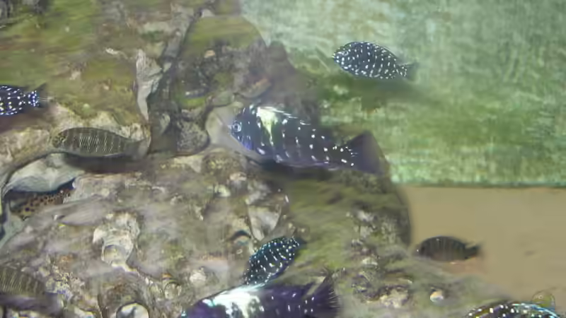 Dekoration im Aquarium Becken 1325 von Oliver Schulte (10)