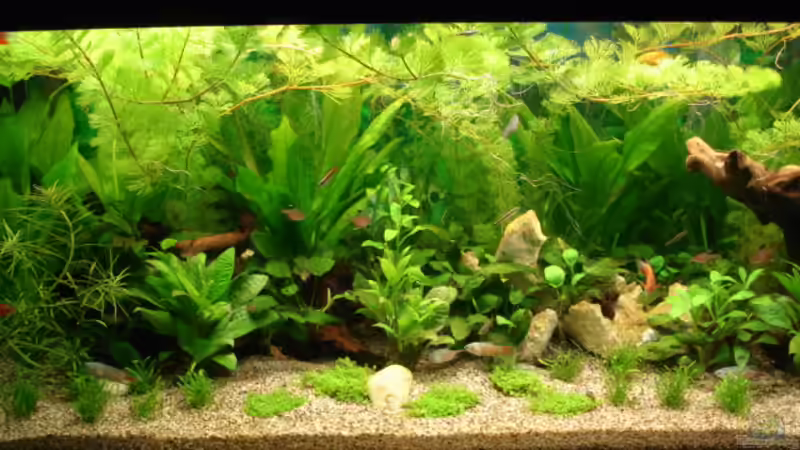 Dekoration im Aquarium Becken 13252 von Viktor Kraft (14)