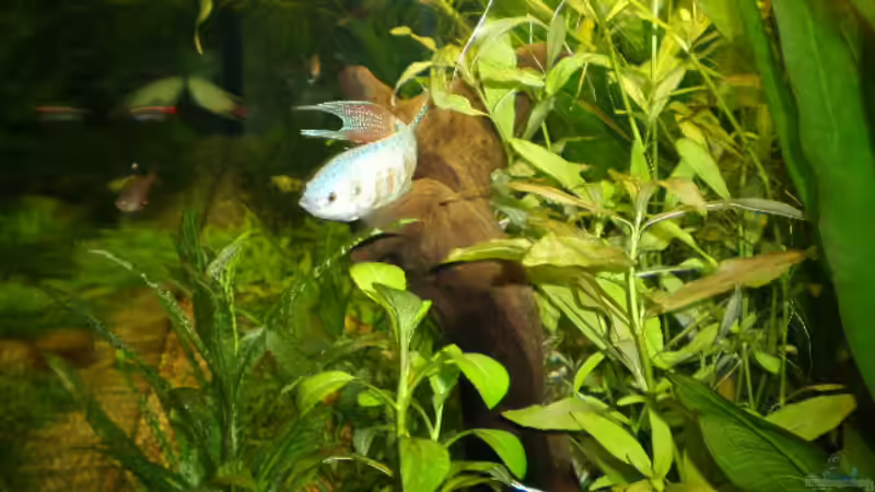 Dekoration im Aquarium Becken 13252 von Viktor Kraft (15)