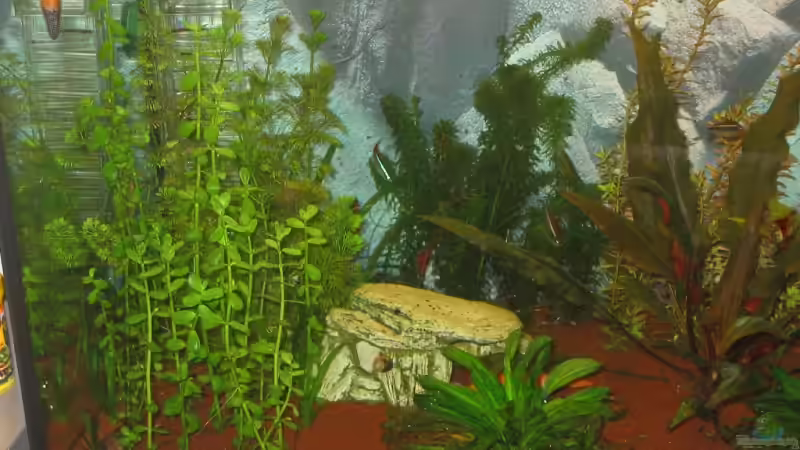 Dekoration im Aquarium Becken 13309 aufgelöst von Schred (6)