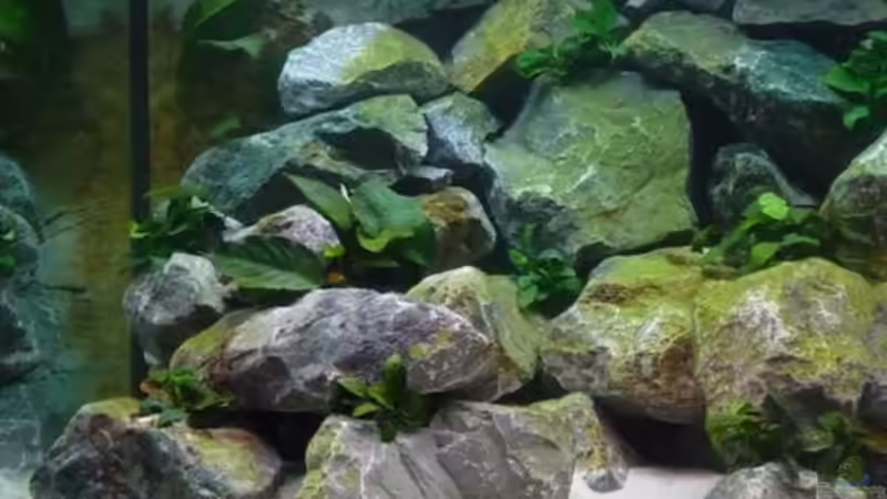 Dekoration im Aquarium Becken 1333 von Malawis zu Verkaufen (7)