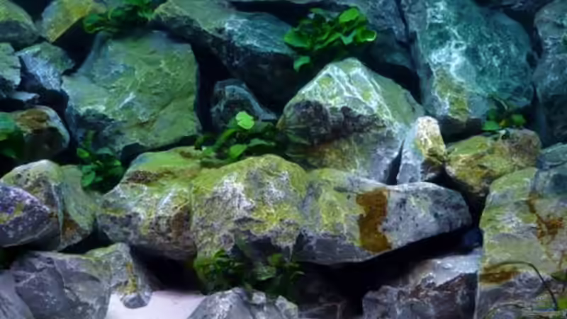 Dekoration im Aquarium Becken 1333 von Malawis zu Verkaufen (8)