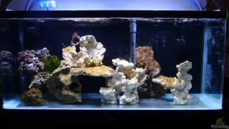 Dekoration im Aquarium Becken 13332 von Kadijah (3)