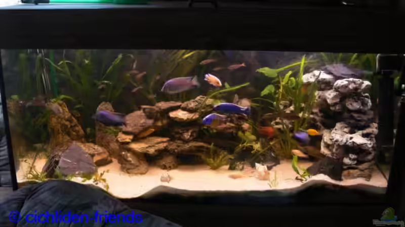 Dekoration im Aquarium Becken 1337 von Monika Thiele (22)