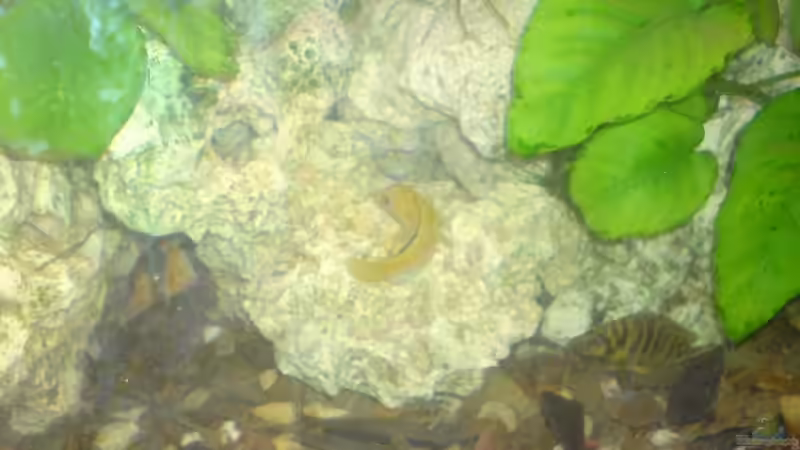 Dekoration im Aquarium Becken 13399 von Christian Bäcker (5)