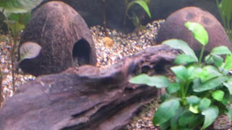 Dekoration im Aquarium Becken 13449 von Königscobra (26)