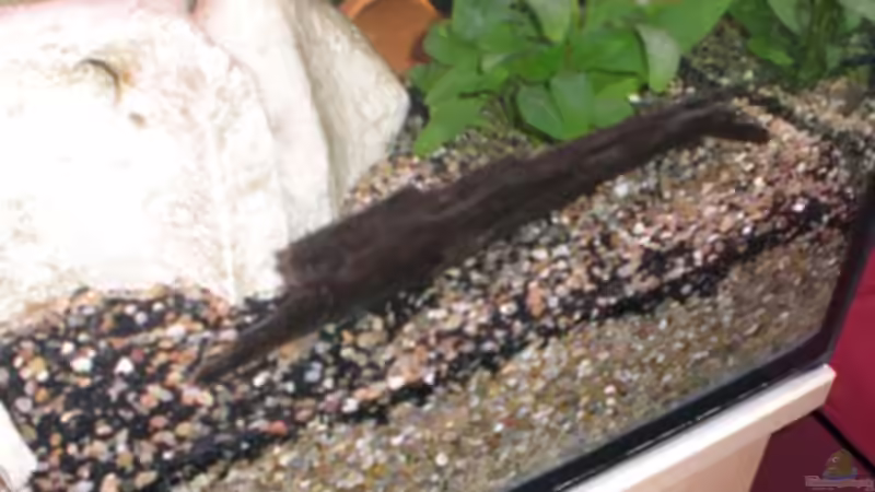 Dekoration im Aquarium Becken 13449 von Königscobra (27)