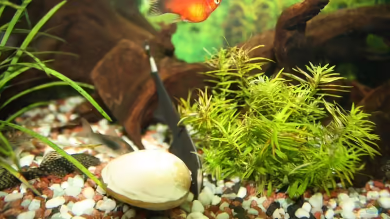 Dekoration im Aquarium Becken 13460 von Sabrina Mertes (9)