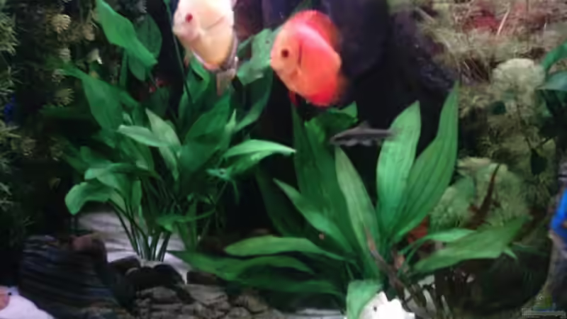 Dekoration im Aquarium Becken 13511 von Uwe Hein (5)