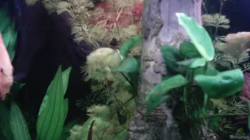 Dekoration im Aquarium Becken 13511 von Uwe Hein (6)