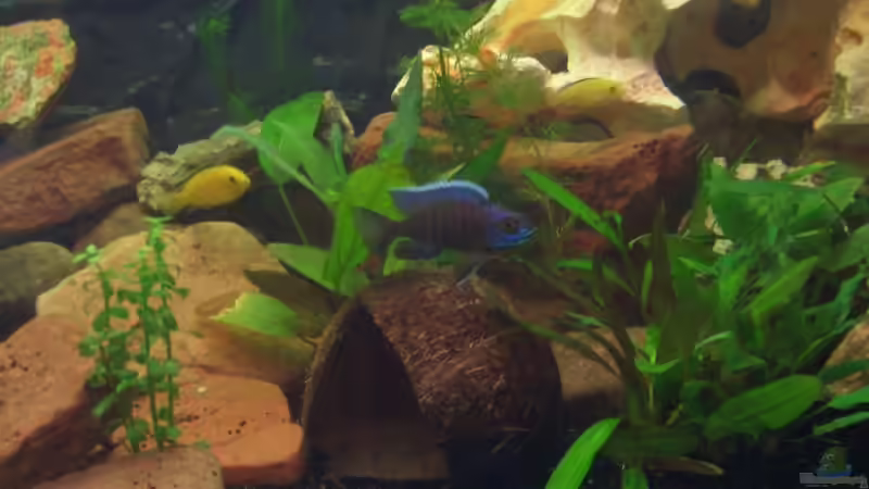 Dekoration im Aquarium Becken 13551 von quentino (4)