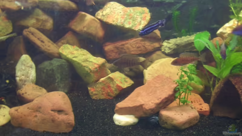 Dekoration im Aquarium Becken 13551 von quentino (7)