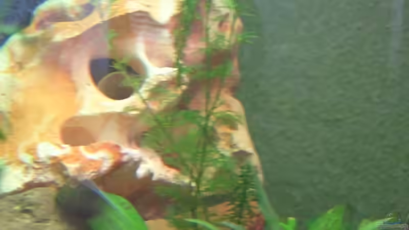 Dekoration im Aquarium Becken 13551 von quentino (8)