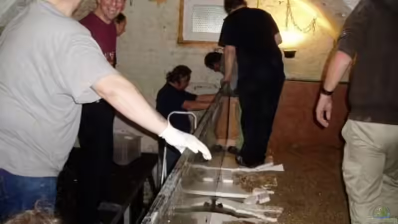 Dekoration im Aquarium Becken 13562 von dornwels (25)