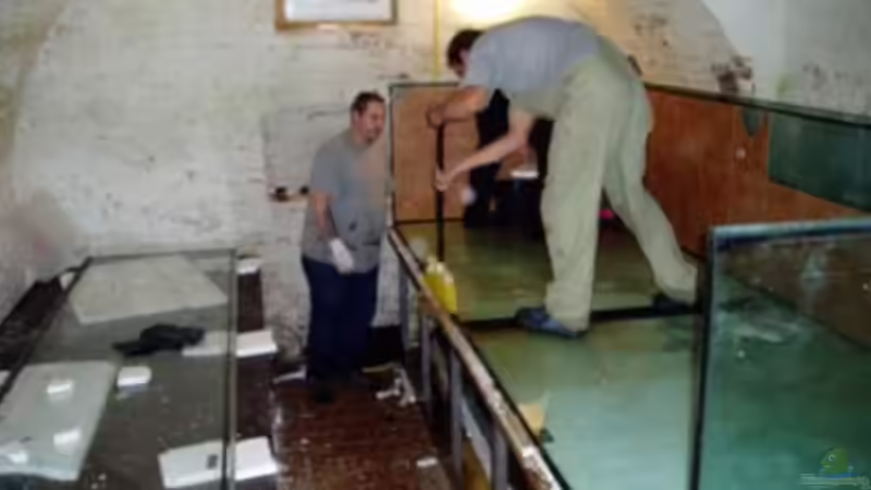 Dekoration im Aquarium Becken 13562 von dornwels (26)