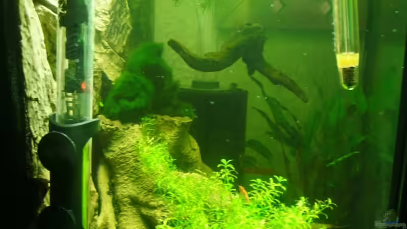 Dekoration im Aquarium Becken 13565 von Dasy´s_Neelybecken (11)