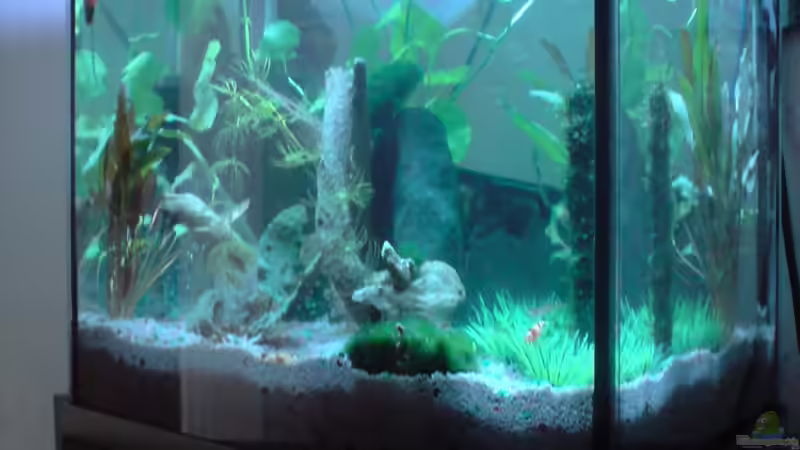Dekoration im Aquarium Becken 13565 von Dasy´s_Neelybecken (12)