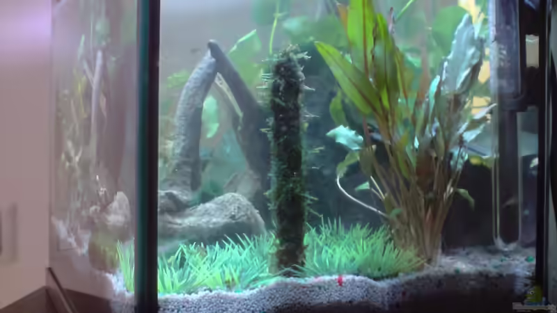 Dekoration im Aquarium Becken 13565 von Dasy´s_Neelybecken (13)