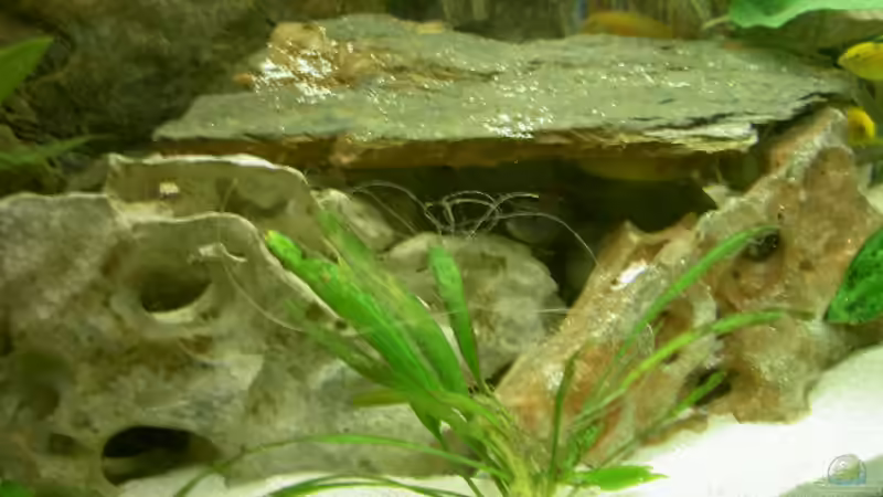 Dekoration im Aquarium Becken 1370 von Evelyn Kowarsch (6)