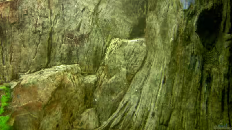 Dekoration im Aquarium Becken 1370 von Evelyn Kowarsch (8)