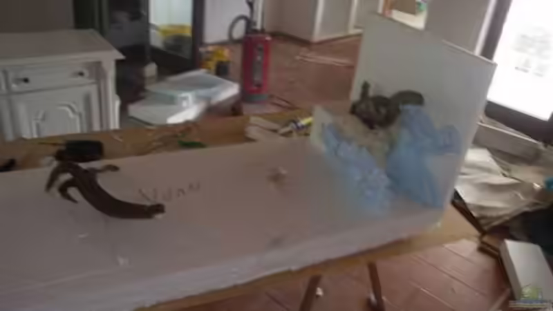 Dekoration im Aquarium Becken 13702 von Markus Huber (11)