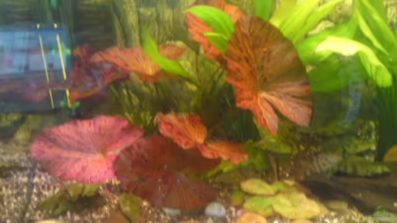 Dekoration im Aquarium Becken 13725 von Michael Blum (4)