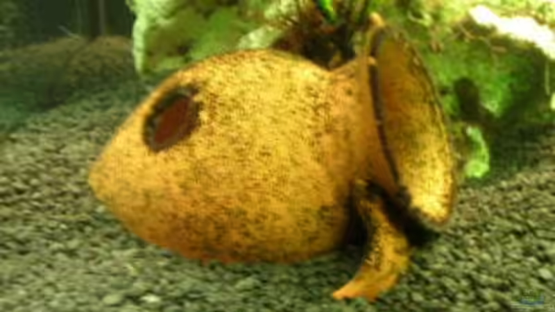 Dekoration im Aquarium Becken 1374 von Gordon Rehse (4)