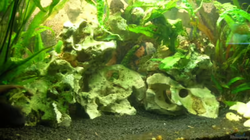 Dekoration im Aquarium Becken 1374 von Gordon Rehse (5)