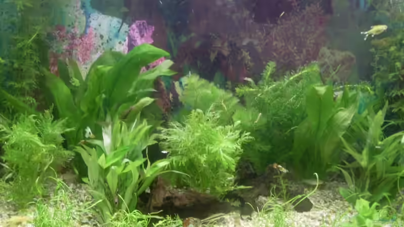 Dekoration im Aquarium Becken 13761 von Viva los tioz (5)