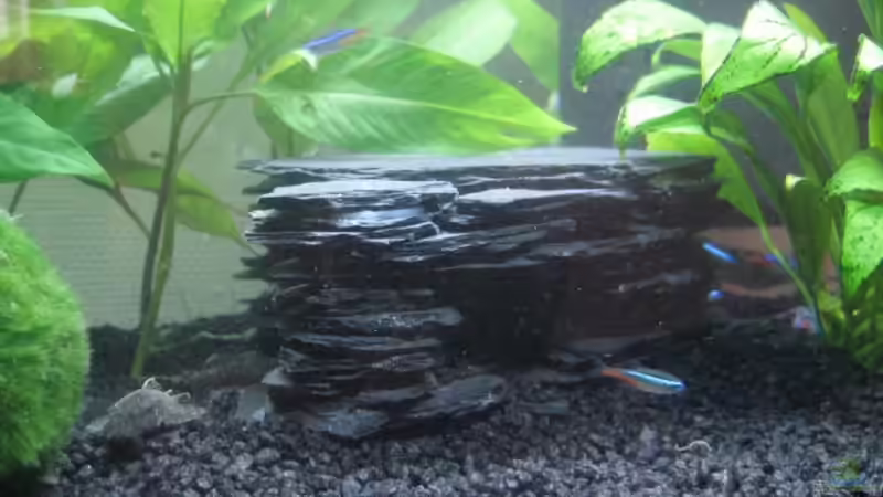 Dekoration im Aquarium Becken 13819 von Tatjana Befus (5)