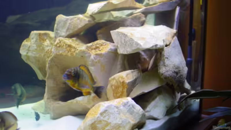 Dekoration im Aquarium Becken 1395 von Dirk Kratochvill (5)