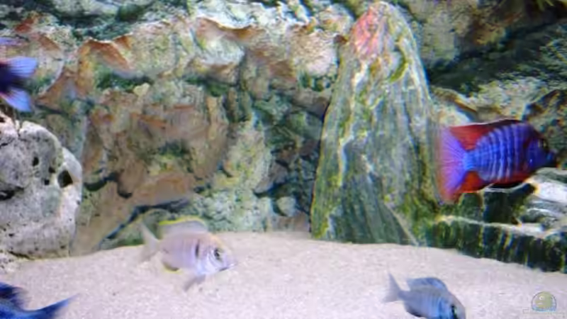 Dekoration im Aquarium Becken 13967 von MalawiEder (10)