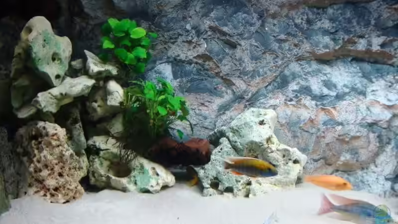 Dekoration im Aquarium Becken 13967 von MalawiEder (8)