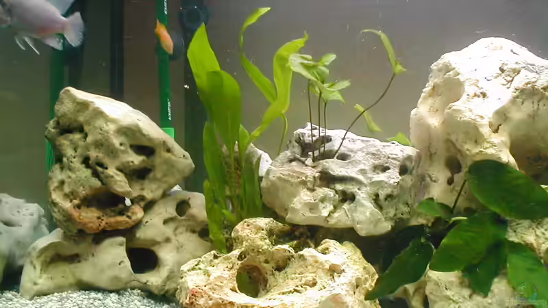 Dekoration im Aquarium Becken 14 von Volker Herle (3)