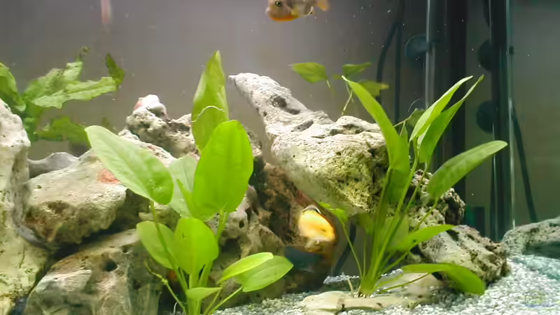 Dekoration im Aquarium Becken 14 von Volker Herle (4)