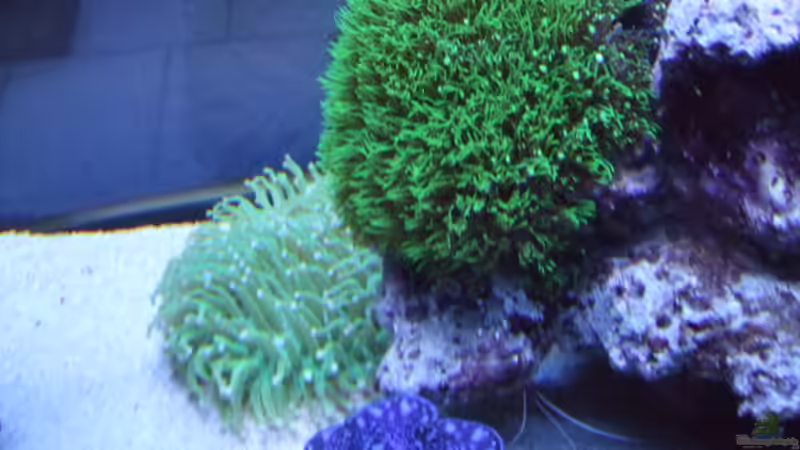 Dekoration im Aquarium Becken 14005 von Salzeritis (16)