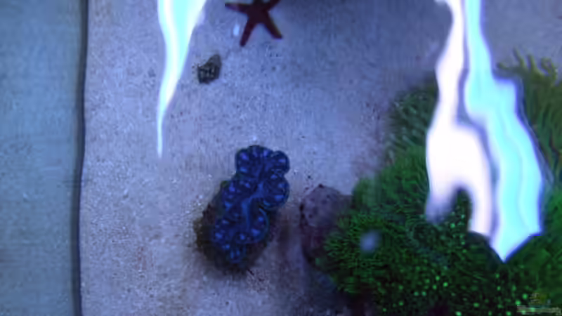 Dekoration im Aquarium Becken 14005 von Salzeritis (17)