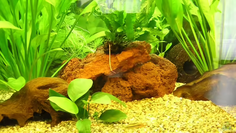 Dekoration im Aquarium Becken 1401 von Carsten Mansee (6)