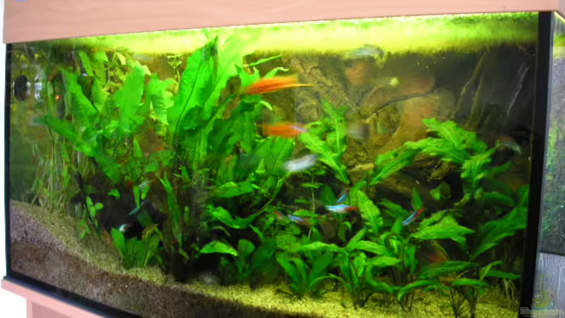 Dekoration im Aquarium Becken 1404 von Dietmar Schneider (7)