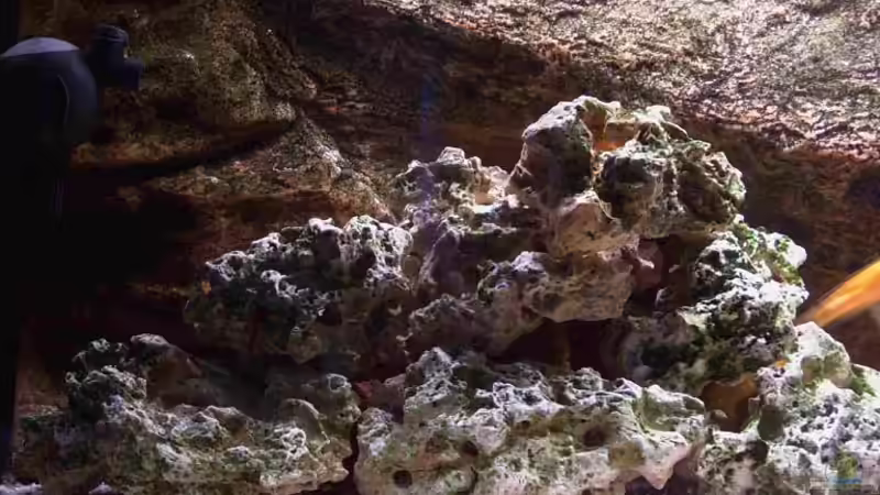 Dekoration im Aquarium Becken 1425 von Michael Beig (4)