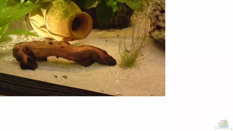 Dekoration im Aquarium Becken 14259 von Runlikehell (5)