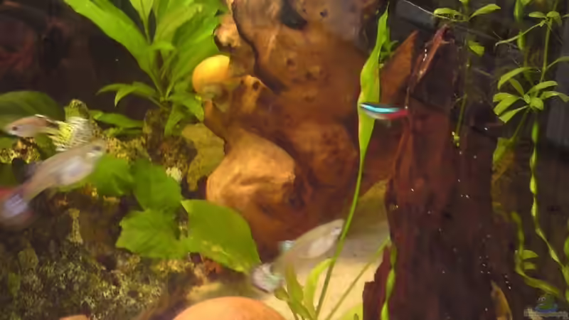 Dekoration im Aquarium Becken 14259 von Runlikehell (6)