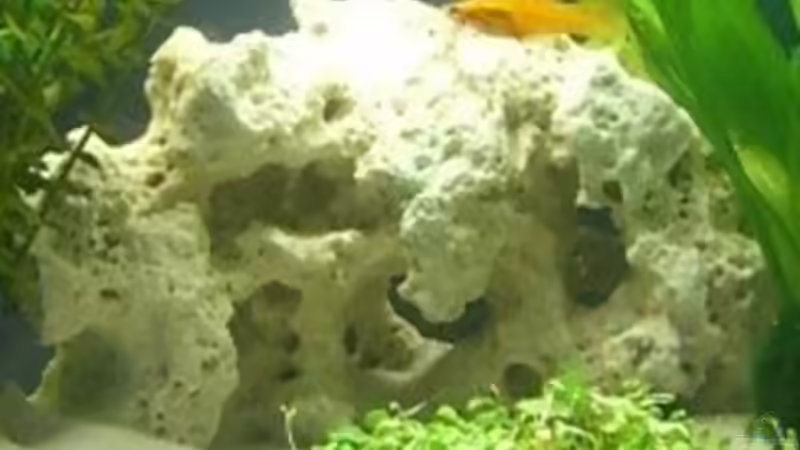 Dekoration im Aquarium Becken 143 von Andrea Dukai (7)