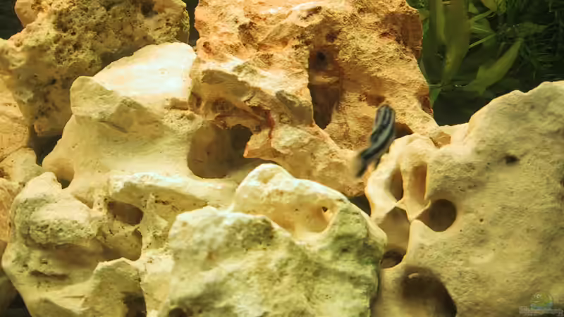 Dekoration im Aquarium Becken 143 von Andrea Dukai (8)