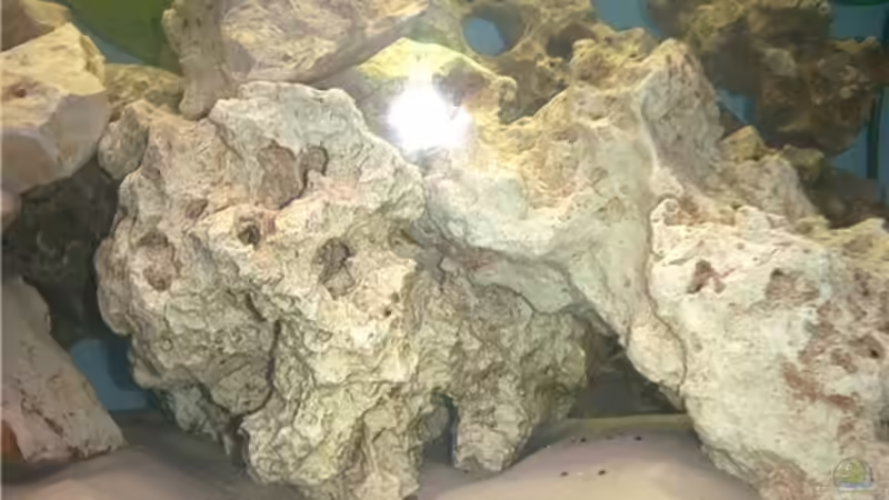 Dekoration im Aquarium Becken 1430 von Ulrich Kuhl (4)