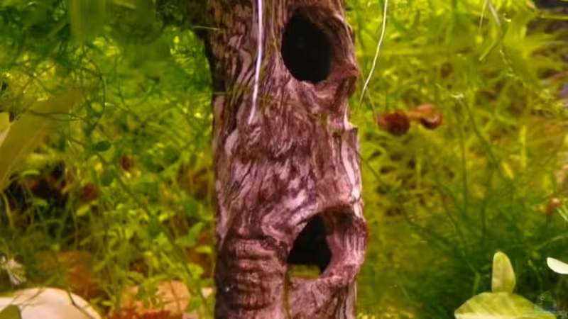 Dekoration im Aquarium Becken 14319 von Bunter Fisch (12)