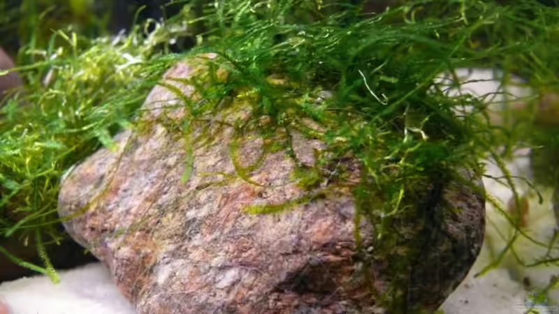 Dekoration im Aquarium Becken 14319 von Bunter Fisch (13)