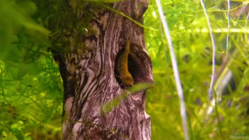 Dekoration im Aquarium Becken 14319 von Bunter Fisch (14)